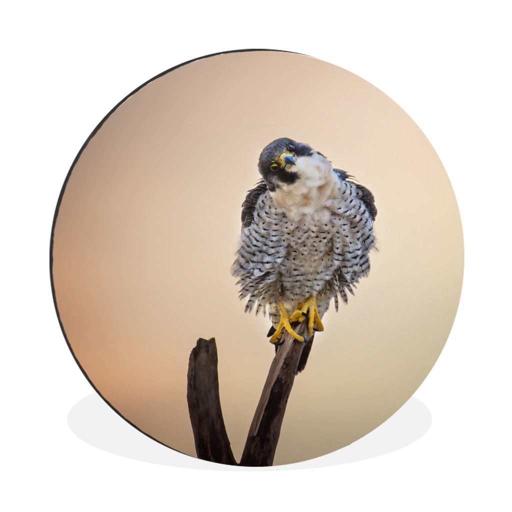 MuchoWow Aluminium Wandkreis Falke - Zweig - Raubvogel Ø 90 cm Wanddeko Modern Wohnzimmer - Mauerkreis - Wandbilder - Runde Bild - Bild aus Alum...