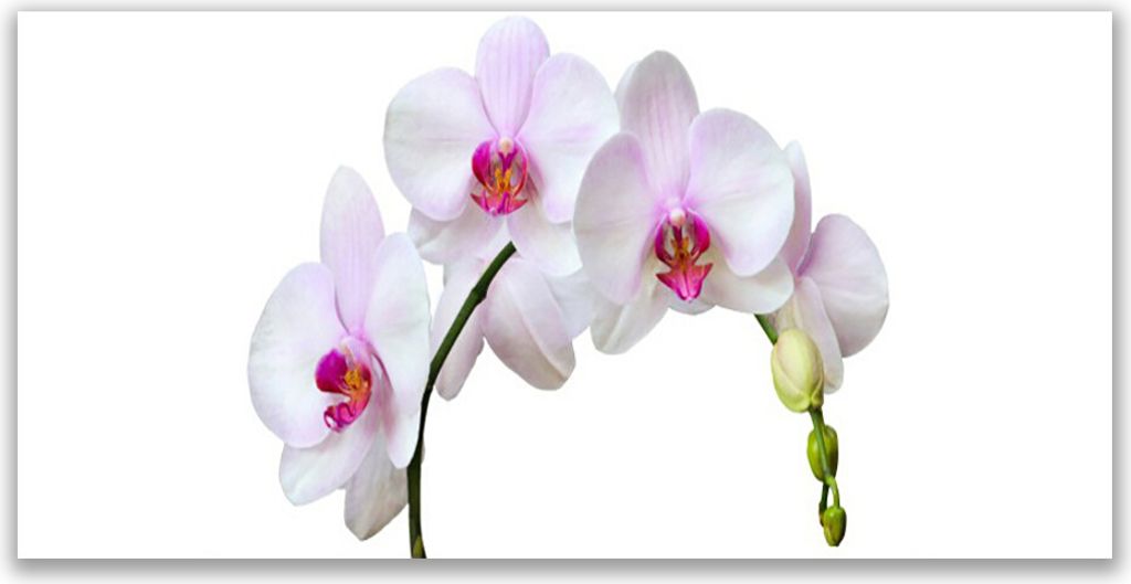 Glasbilder 140x70 Wandbild Druck auf Glas Blumen Pflanzen