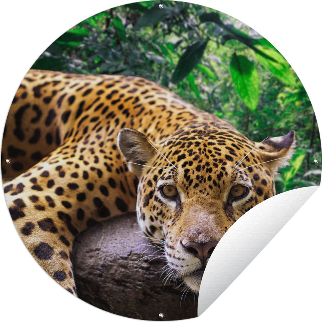 MuchoWow Gartenposter Outdoor-Poster Rund Jaguar ruht Ø 90 cm Gartendeko Rundes Poster draußen