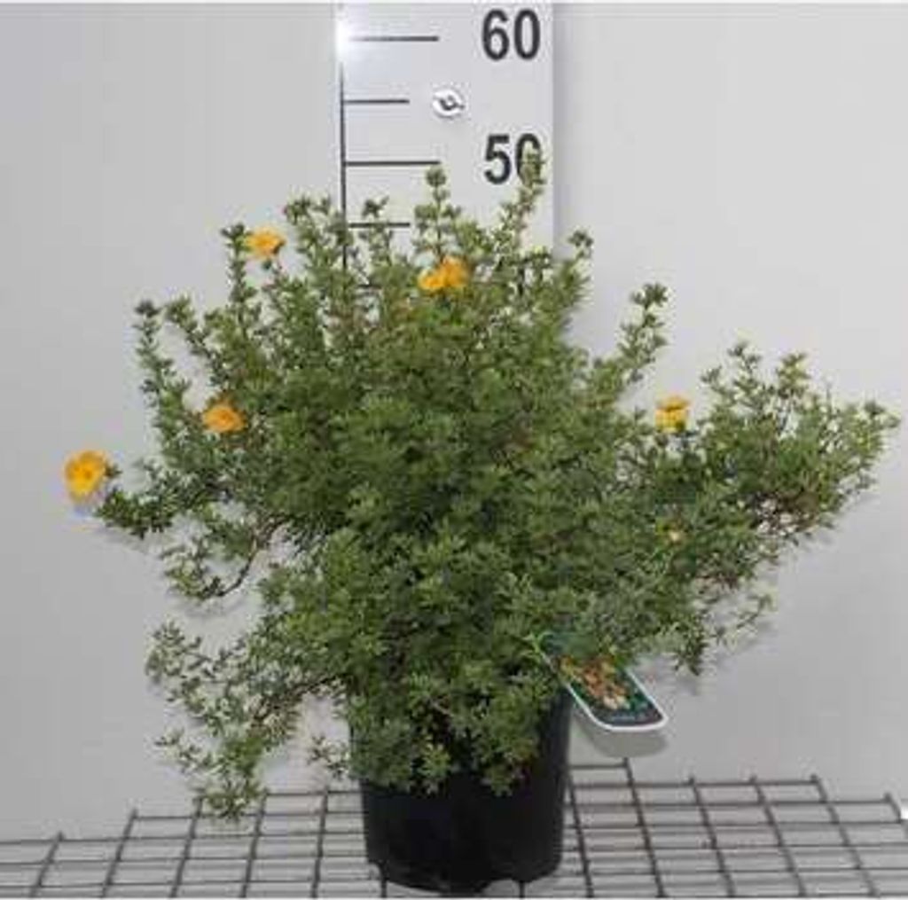 Potentilla frut. 'Tangerine' - Fingerstrauch 25- 30 cm - Container