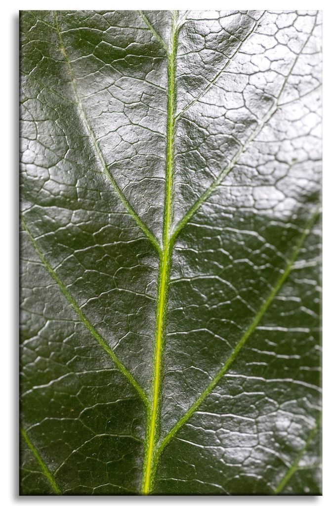Leinwanddruck Botanik Farnblatt 50x80 cm