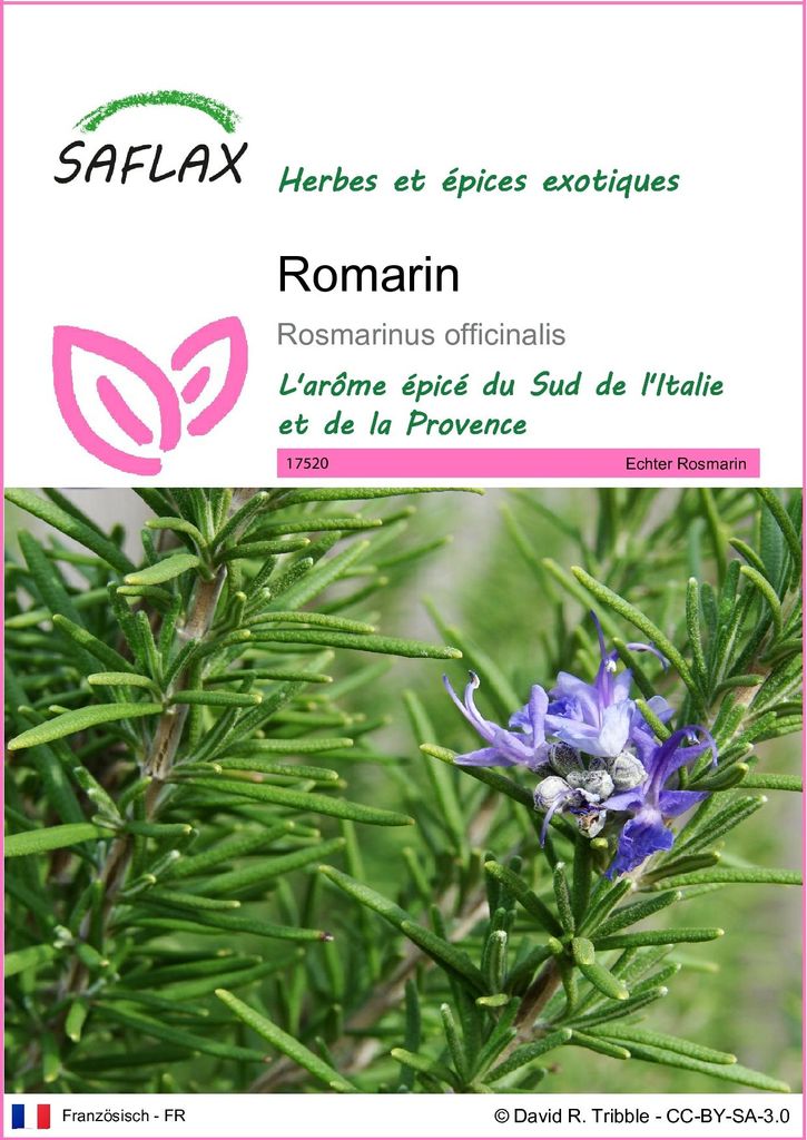 SAFLAX  - Romarin - 100 graines - Rosmarinus Image du produit 