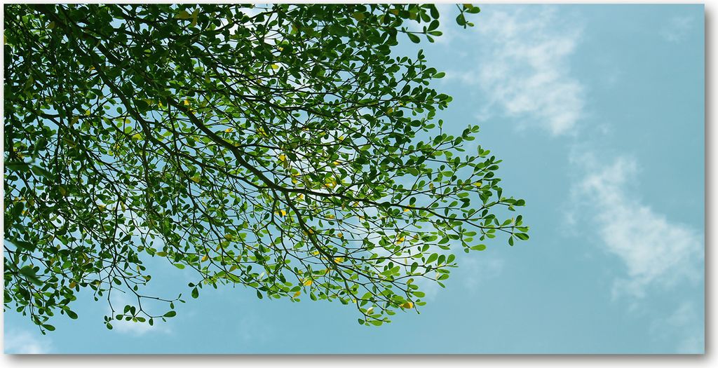 Tulup Leinwandbild - 120x60 cm - Wandkunst - Drucke auf Leinwand - Leinwanddruck - Landschaften - Grün - Blätter Himmel