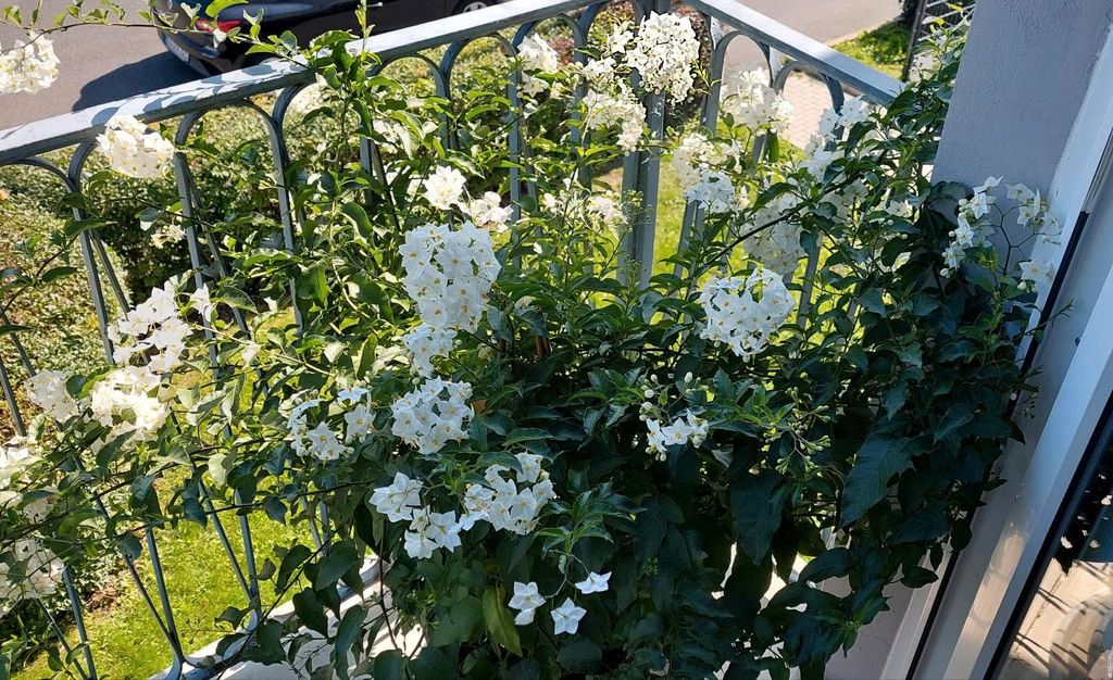 Solanum jasminoides 150-200 cm Jasmínovec květnatý Obrázek produktu 