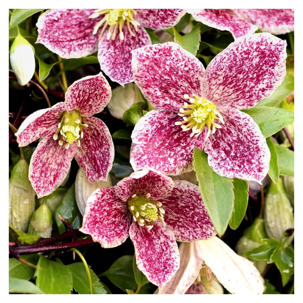 Clematis Freckles - Winterharte Kletterpflanze mit gesprenkelten Blüten - Mehrjährige Balkonpflanze für den Frühling