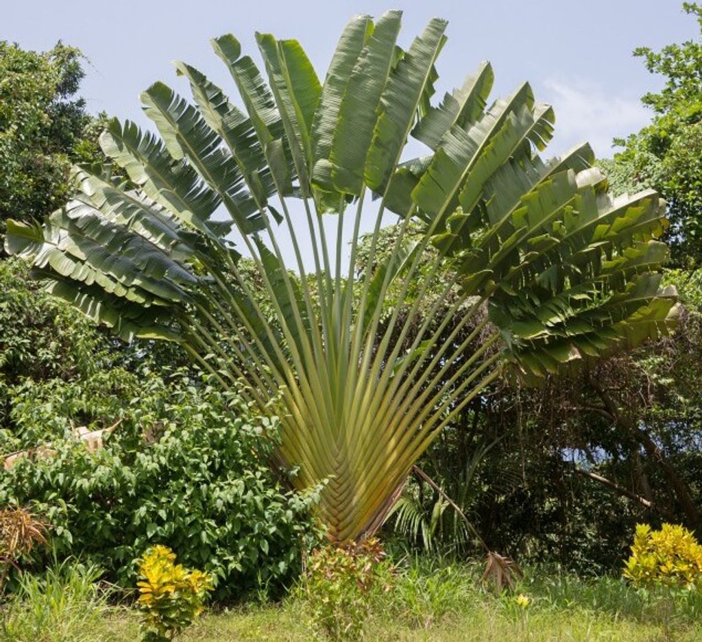 Pflanzensamen Ravenala madagascariensis Baum des Reisenden, Produktbild 