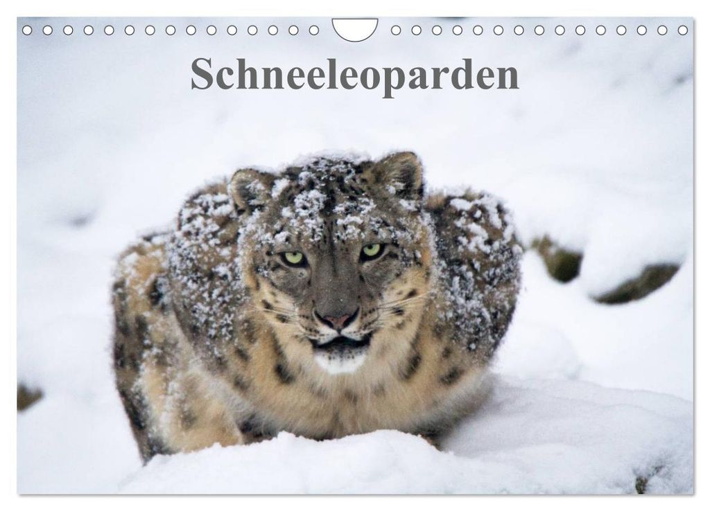 Schneeleoparden (Wandkalender 2027 DIN A4 quer), CALVENDO Monatskalender