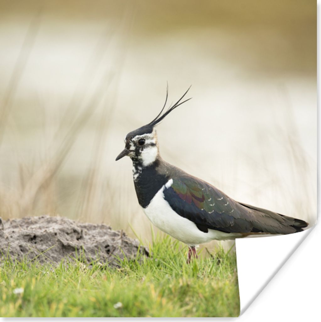 MuchoWow Poster Vogel - Gras - Tiere - Natur - Kiebitz 100x100 cm - Babyzimmer