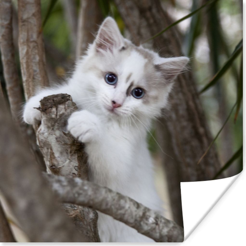 MuchoWow Poster Weißes Ragdoll-Kätzchen auf einem Ast 100x100 cm - Babyzimmer