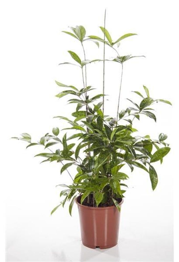 Drachenbaum 40 cm Dracaena surculosa Zimmerpflanze