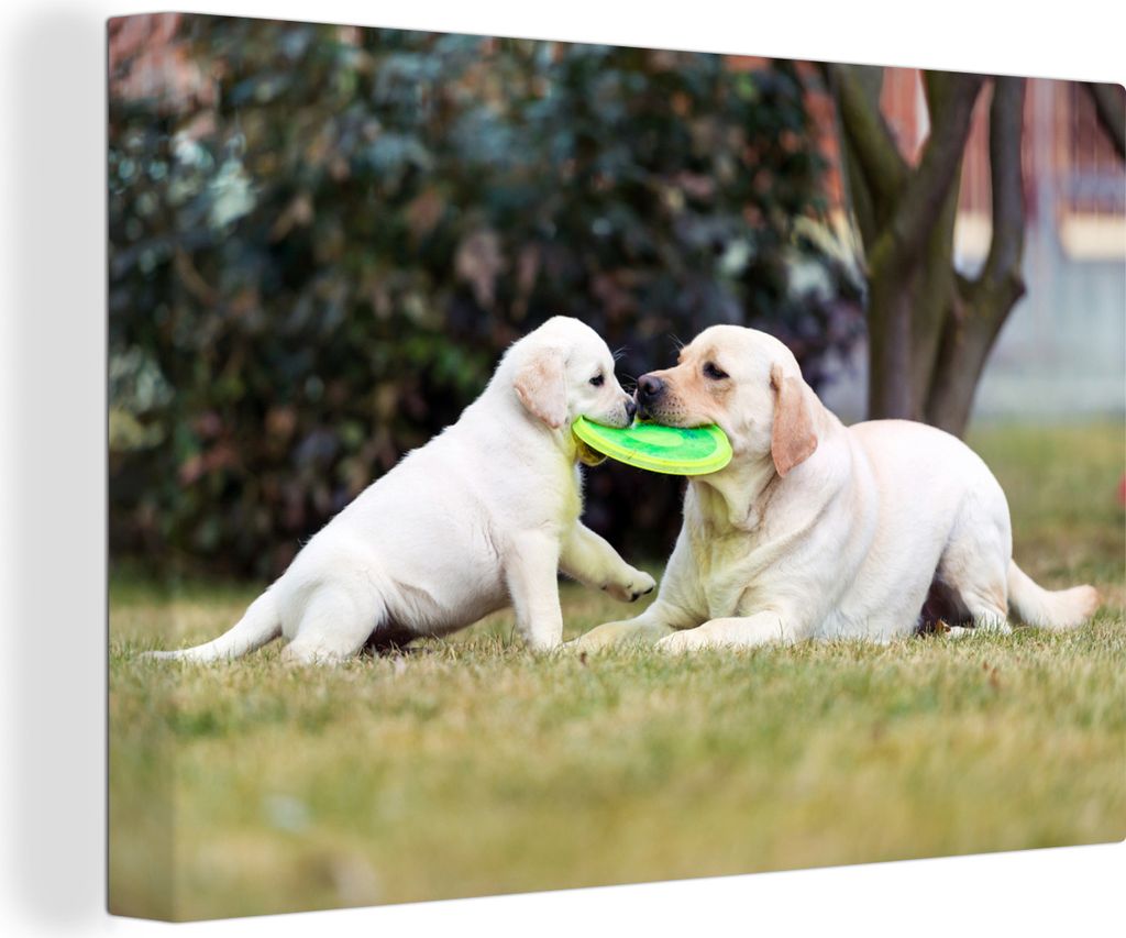 OneMillionCanvasses - Leinwandbilder - 140x90 cm, Hund mit seinem Welpen und einem Frisbee, Wandbilder Kunstdruck Wanddekoration