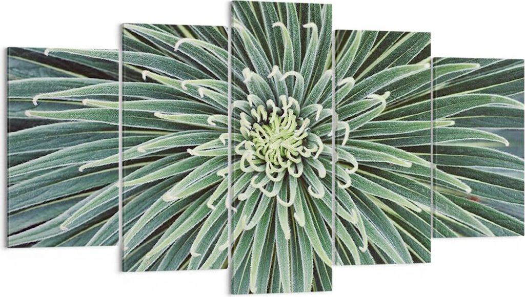 Bild auf Leinwand - Leinwandbild - 5 Teile - Agave Grün Pflanze - 160x85cm - Wand Bild - Wanddeko - Wandbilder - Leinwanddruck - Bilder - Wanddeko...