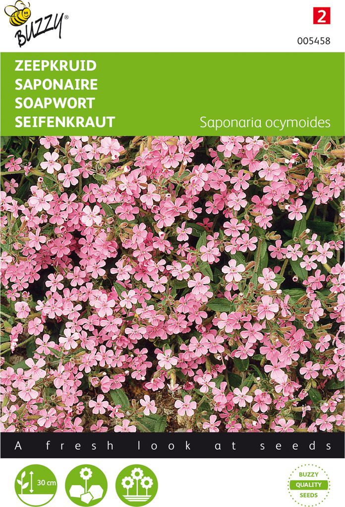 Seifenkraut | Seifenkrautsamen von Buzzy Seeds