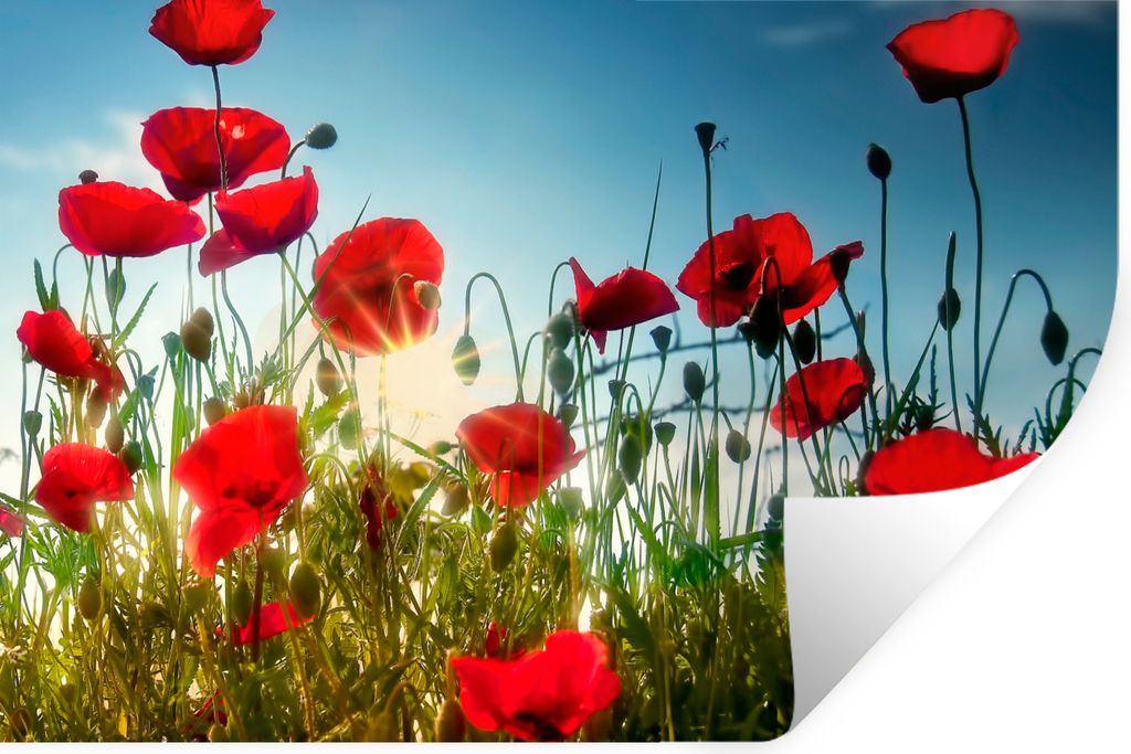 MuchoWow Wandtattoo Wandsticker Wandaufkleber Mohnblumen - Toskana - Sonne - Rot - Blau 120x80 cm Selbstklebend und Repositionierbar - Selbstkleb...