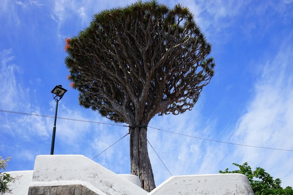 hansepuzzle 45178 - Drachenbaum Puzzle, 2000 Teile, Natur, 90,0 x 60,0cm mit hochwertiger Aufbewahrung, Kartonbox und wiederverschließbarem Beutel