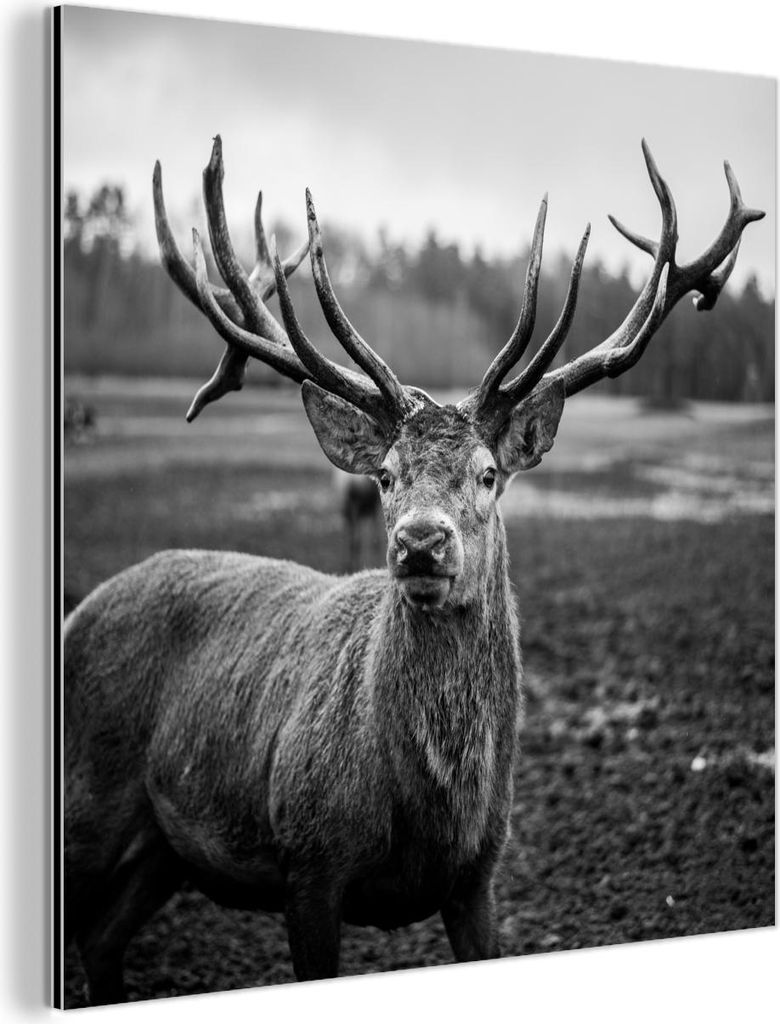 MuchoWow Wanddekoration Metall Metallbild Wandkunst 20x20 cm Tiere - Hirsch - Geweih - Schwarz und weiß - Natur MuchoWow Aluminium Gemälde - Alu ...