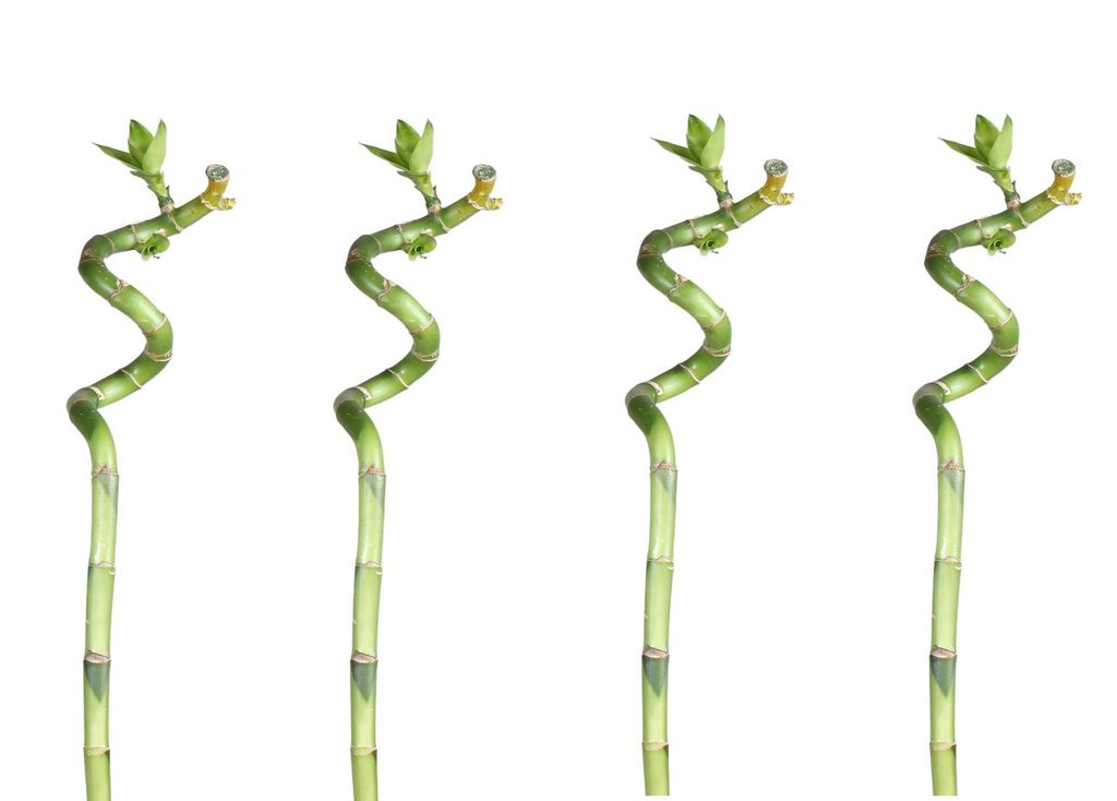 Lucky Bamboo 50cm 4er spiral Bambus Produktbild 