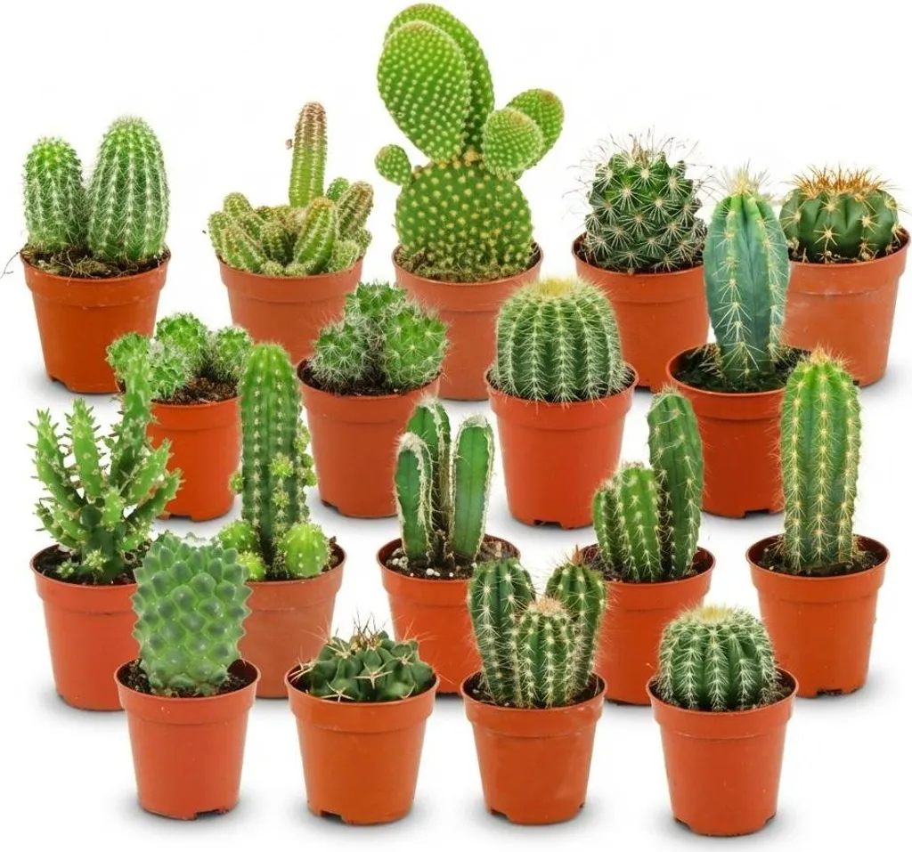 Décoration Bureau et Salon avec 18 Mini Cactus Naturels Faciles