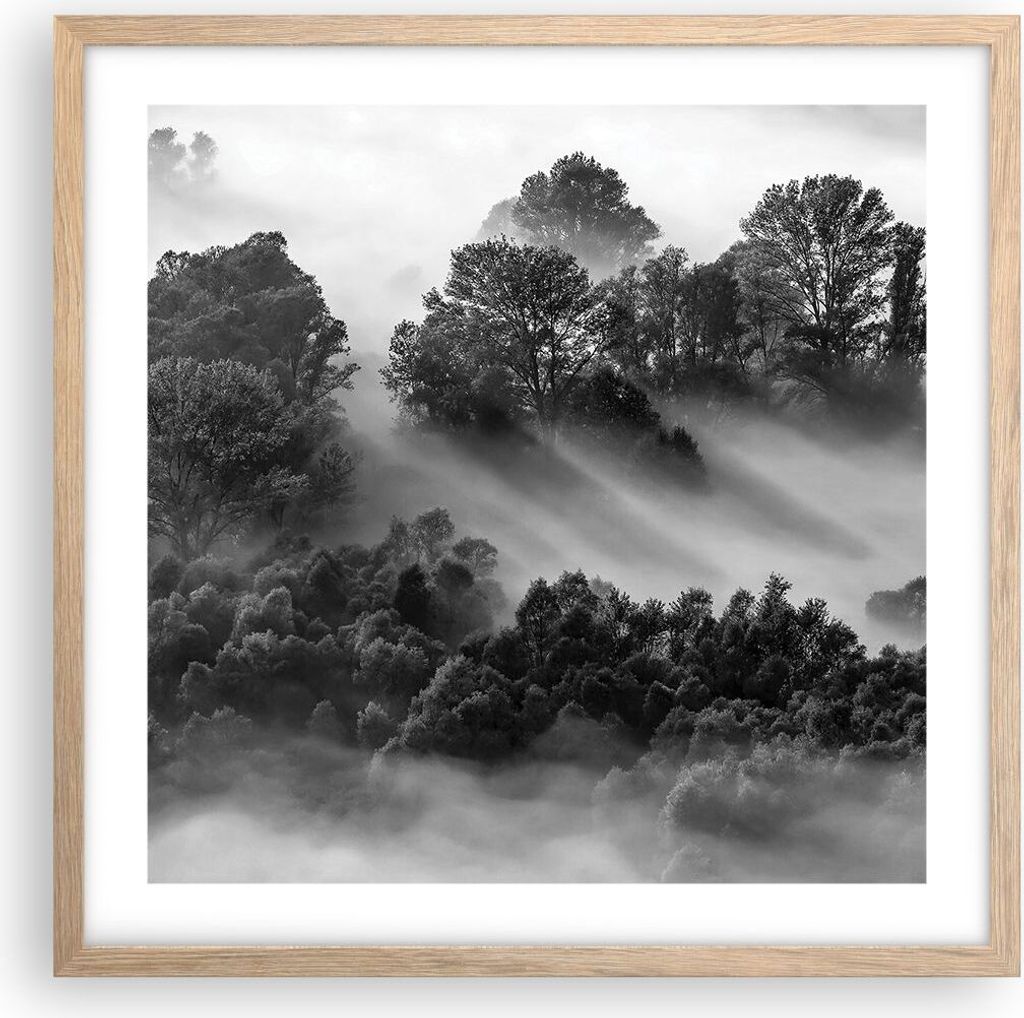 Gerahmtes Poster - Rahmen in heller Eiche - Schwarzweiß Bäume Nebel - 50x50 cm - Wand Bild - Wanddeko - Wandbilder - Kunstposter - Wandposter - B...