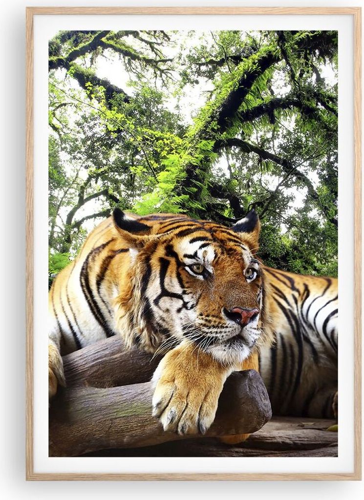 Gerahmtes Poster - Rahmen in heller Eiche - Tiger Dschungel Ruhe - 70x100 cm - Wand Bild - Wanddeko - Wandbilder - Wandposter - Bilderrahmen - Bild...