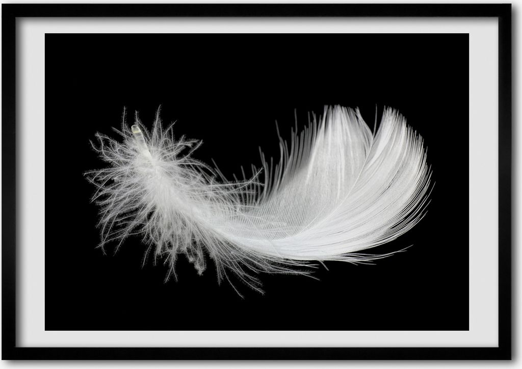 Bild - Bilder - Bilderrahmen - 70 cm x 50 cm - MDF-Rahmen, Wandkunst Feder