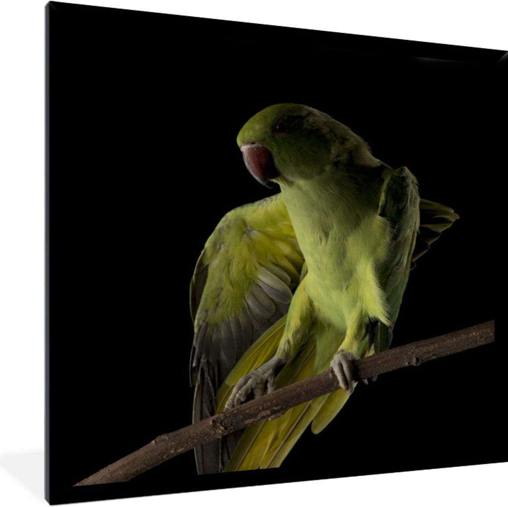 MuchoWow Gerahmtes Poster Papagei - Vogel - Zweig 40x40 cm - Poster mit Schwarzem Bilderrahmen Wandposter Rahmen Foto Bilder - Mit Rahmen - Wandd...