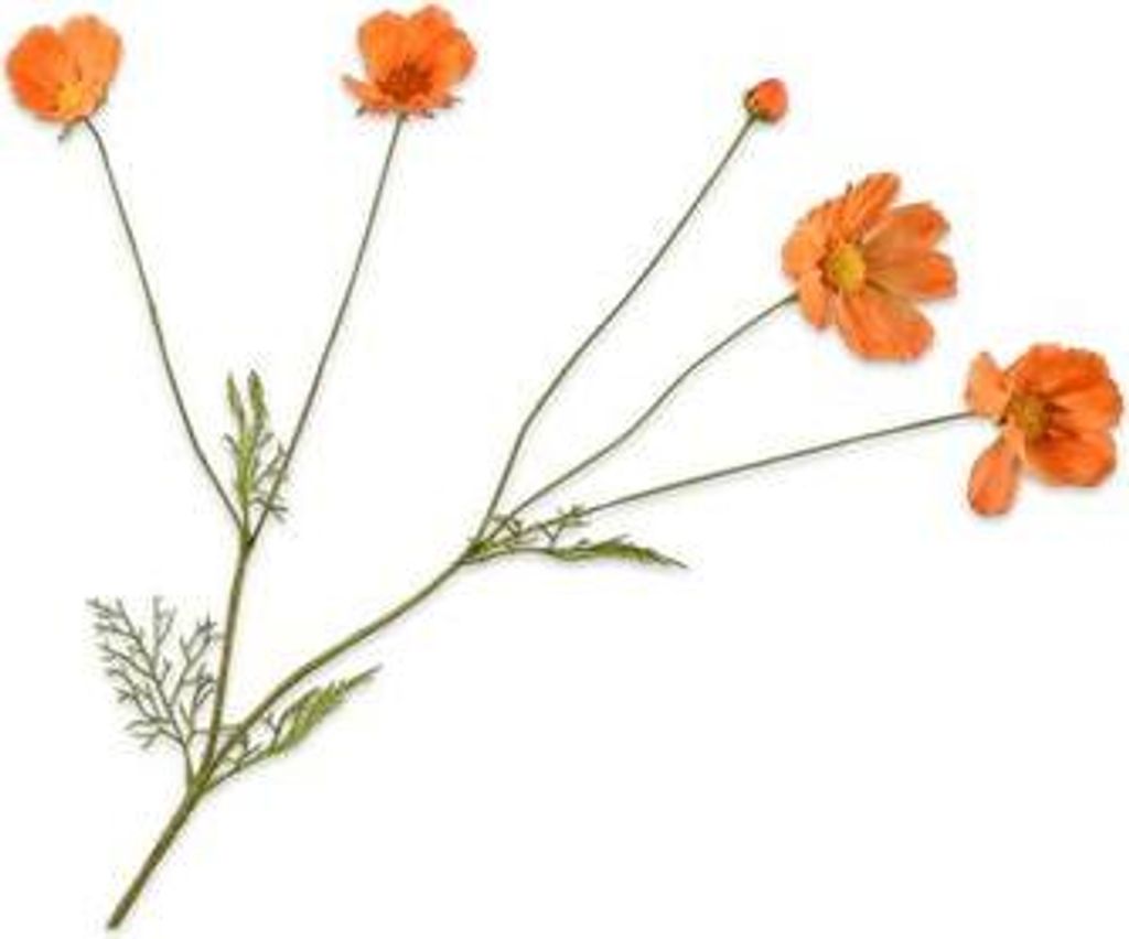 Kunstblume von Silk-ka – Seidenblumen-Kosmeenzweig, orange-gelb, 92 cm