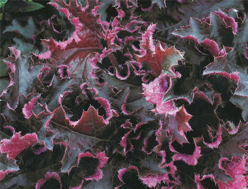 Heuchera "Purple Petticoats" - Purpurglöckchen "Purple Petticoats" im Topf 12 cm - 12cm