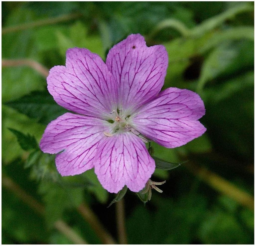 Stauden Gänge 10 x Geranium endressii - Pyrenäen Storchschnabel - Unermüdlich blühend und einfach bezaubernd - sehr Bienenfreundlich
