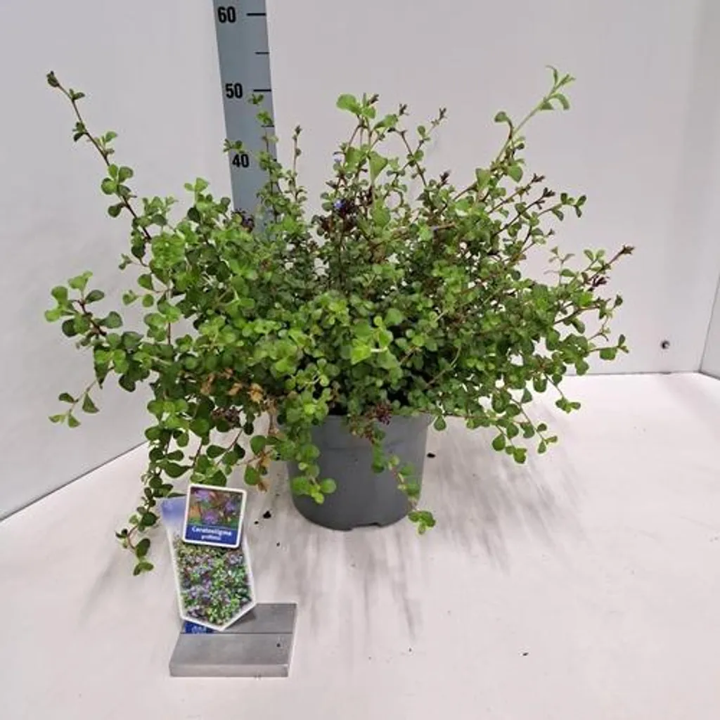 Ceratostigma griffithii (Érithrone) : Plante Sèche et Durable 30-40cm en pot