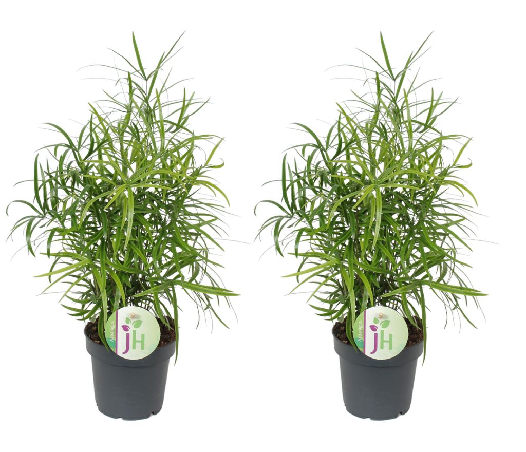 Zierspargel Asparagus falcatus 2er Set Produktbild 