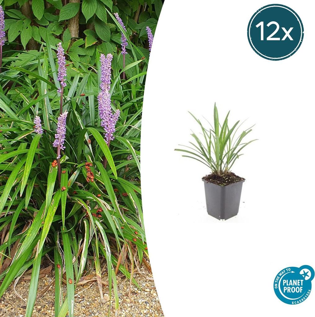 Liriope muscari 'Ingwersen' | 12 Stücke - 10-25cm - Ø9cm - Gartenpflanze
