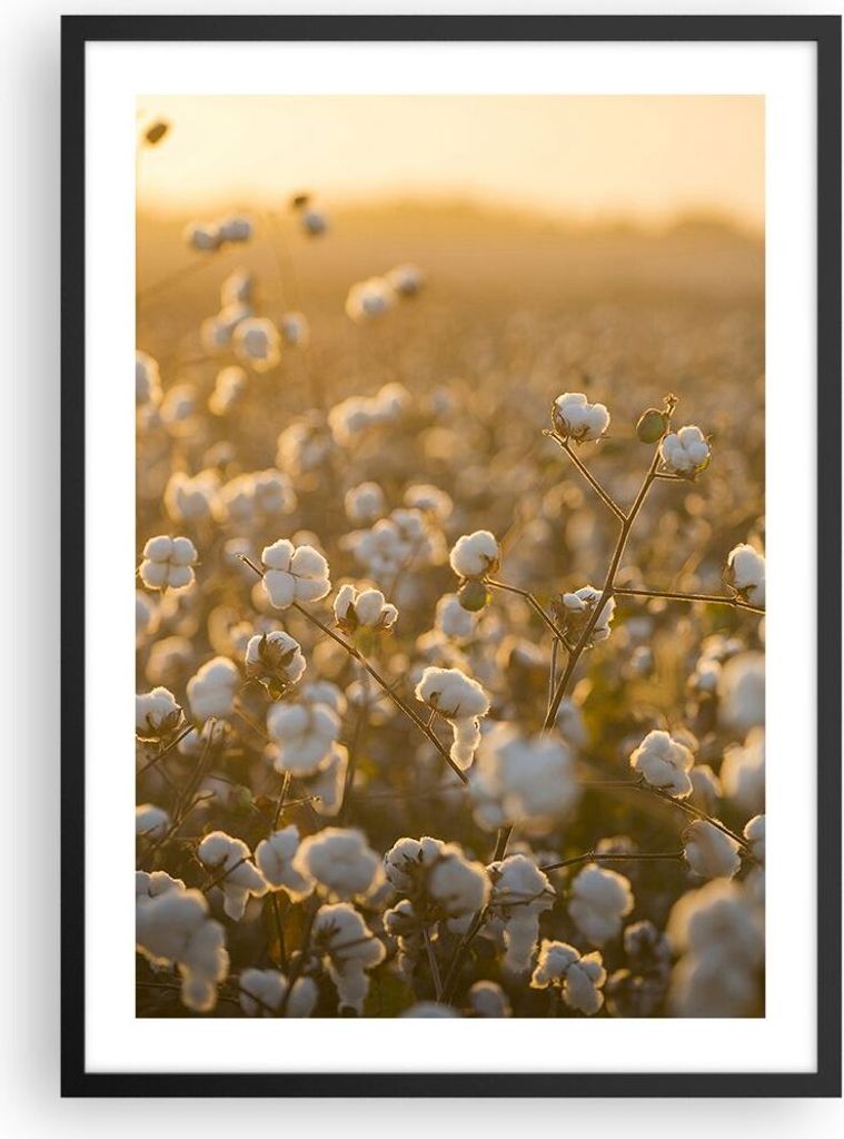 Gerahmtes Poster - Schwarzer Rahmen - Baumwolle Feld Acker - 50x70 cm - Wand Bild - Wanddeko - Wandbilder - Kunstposter - Wandposter - Bilderrahmen...