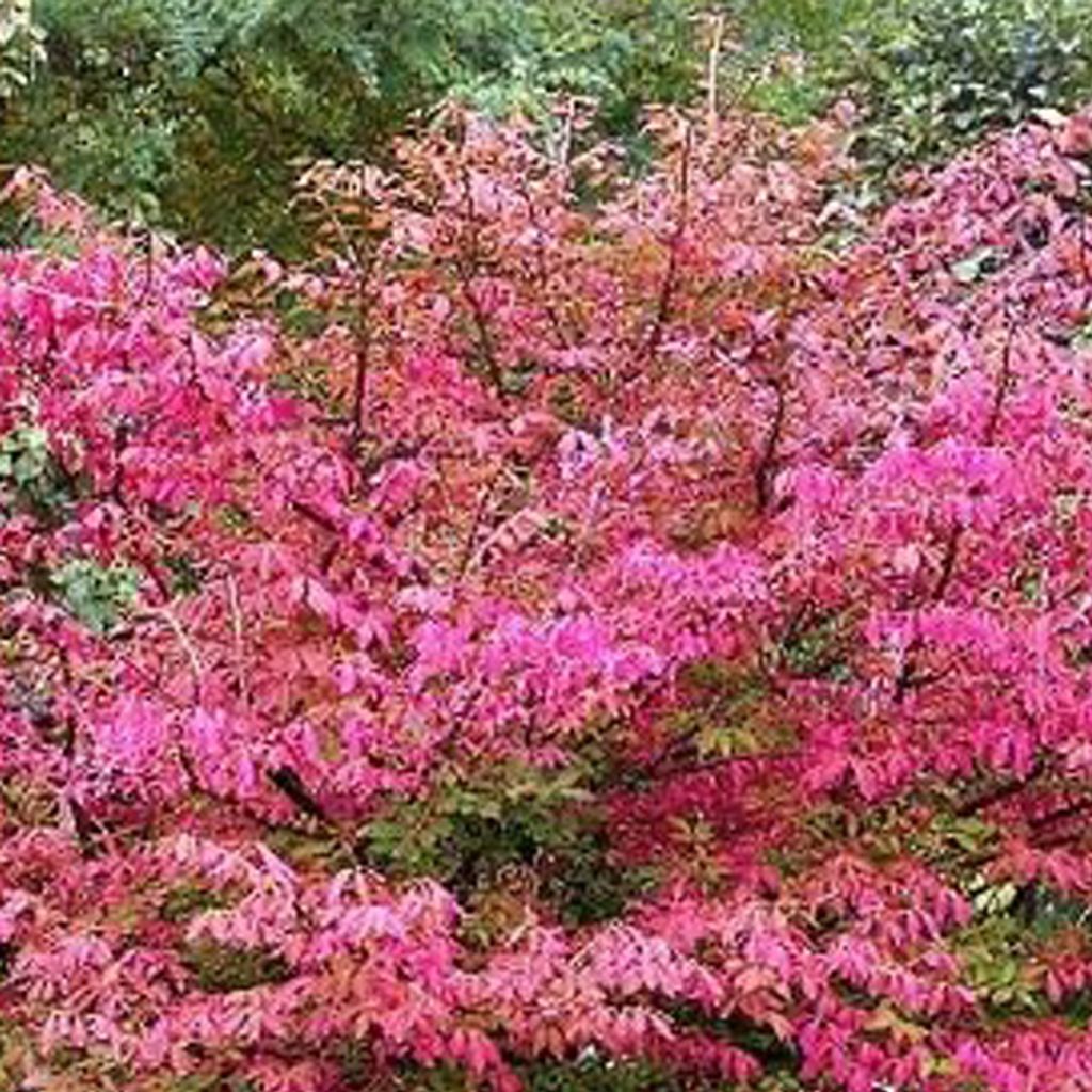 Spindelstrauch - Euonymus europaeus 'Red Cascade' | 50-60 cm in Container
