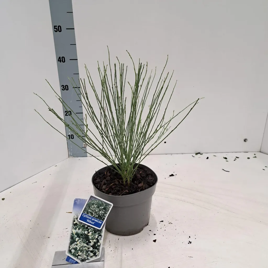 Genêt Cytisus praecox Albus pour rocaille et talus - Arbuste 20-25 cm