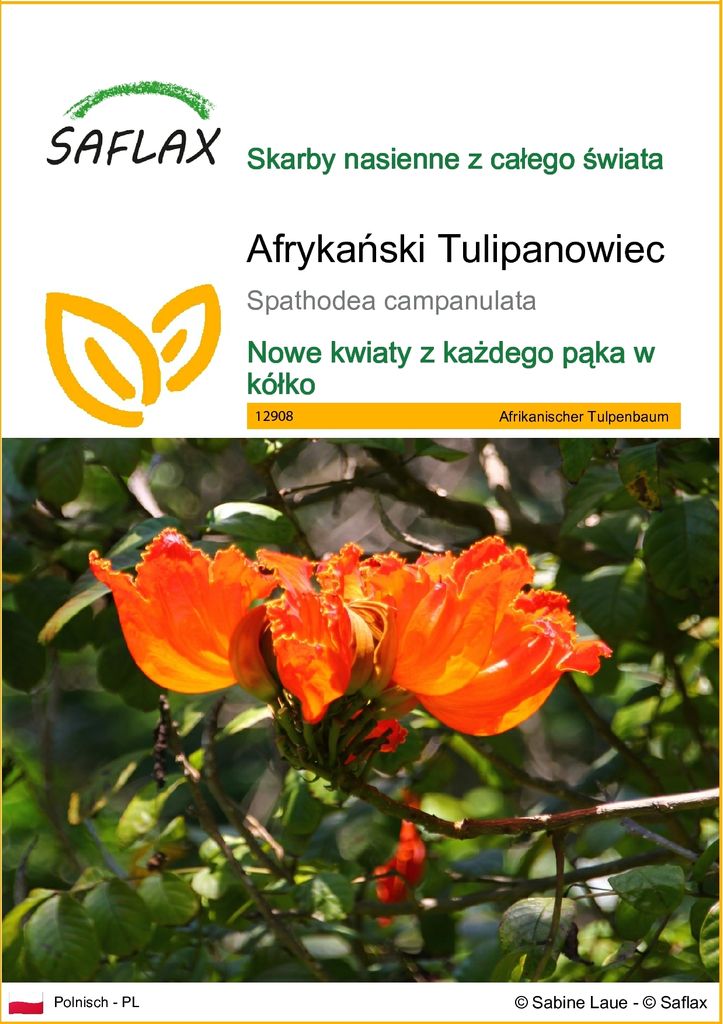 SAFLAX - Afrykański Tulipanowiec - 30 Nasiona - Spathodea Zdjęcie produktu 