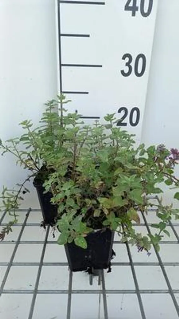Aménager vos massifs : 6 Nepeta faas. Blue Wonder pour bordures bleues