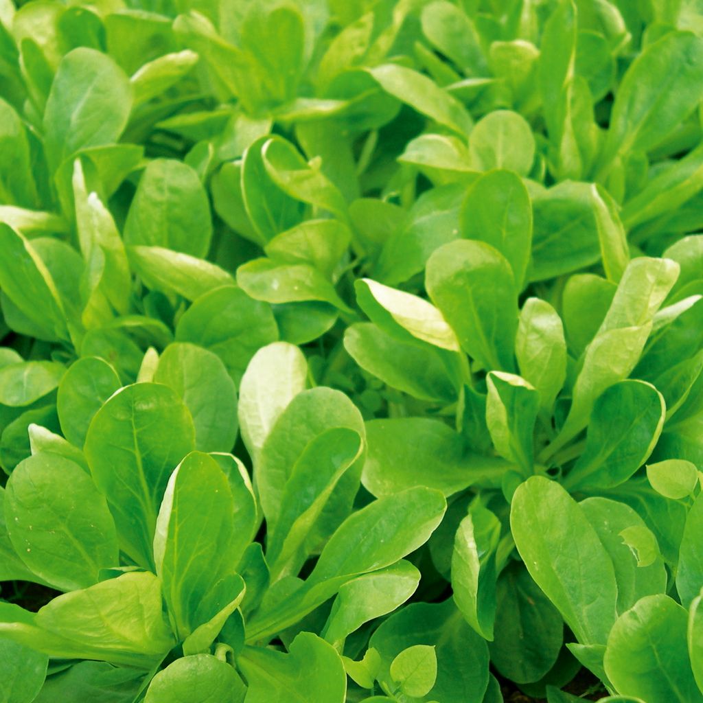 Feldsalat Volhart 3 Samen - Valerianella locusta - Produktbild 6