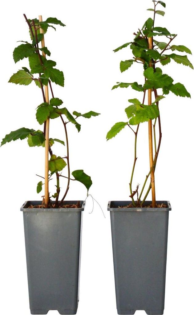Brombeerpflanzen - 2 Stk - Rubus fruticosus 'Thornfree' - Produktbild 