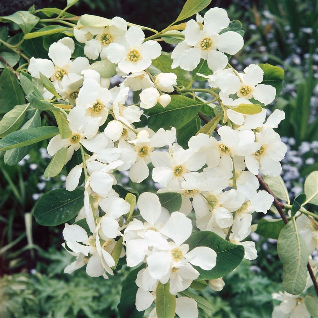 Exochorda racemosa, Perlenstrauch, 40–60 cm, weiß blühend