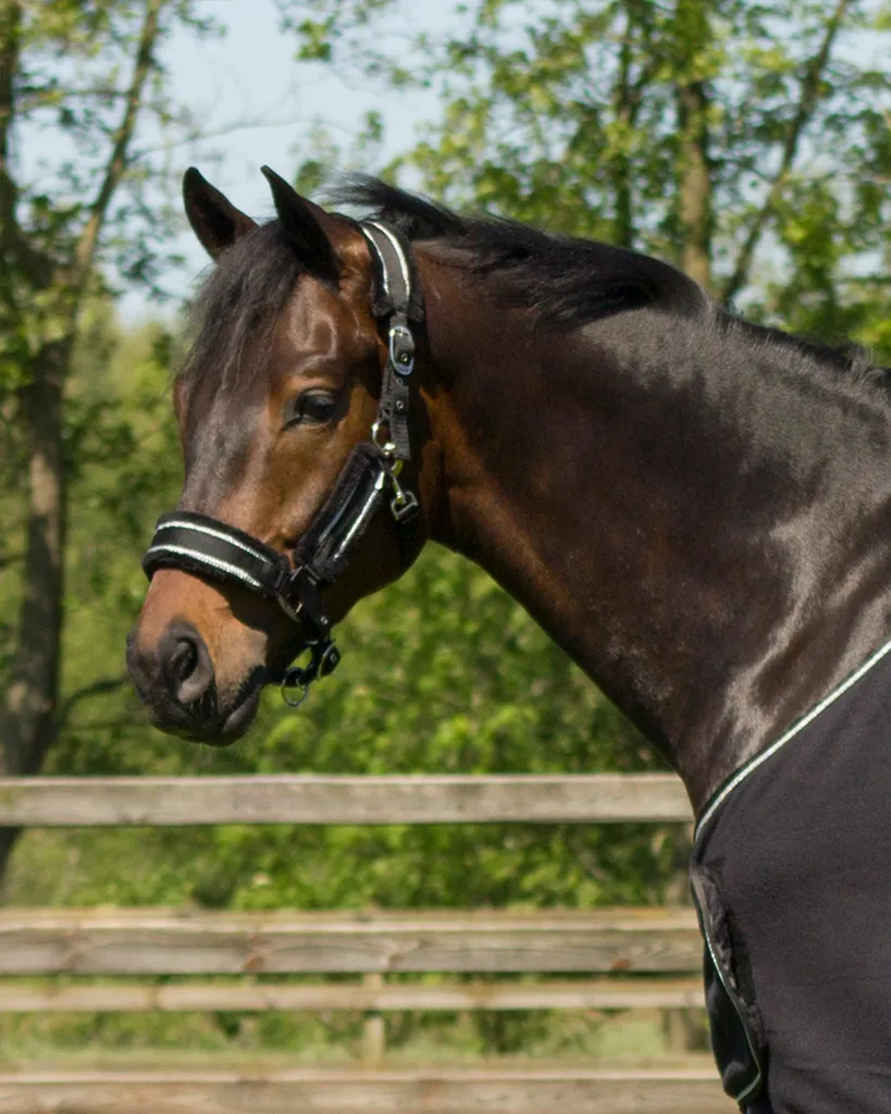 Licol pour poney noir et argent Dolci - Ensemble complet avec longe - 2