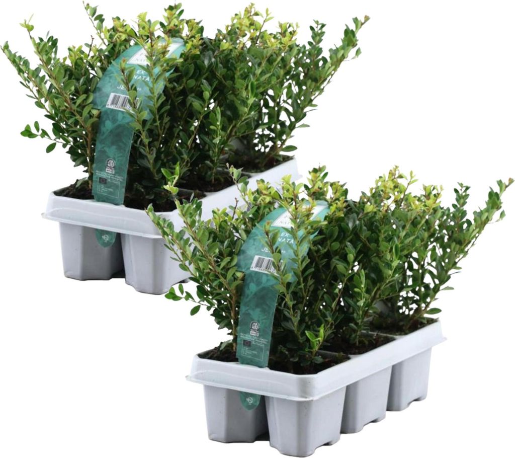 Two trays of small potted plants, likely for gardening or landscaping.