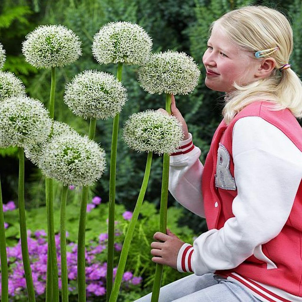 Allium Czosnek Ozdobny Mont Blanc 1 szt. Cebulki Kwiatowe Zdjęcie produktu 