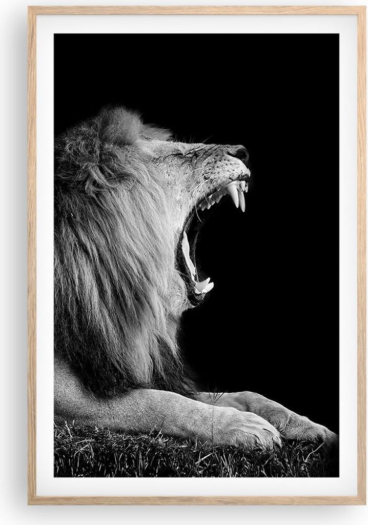 Gerahmtes Poster - Rahmen in heller Eiche - Löwe Gähnen Schwarz und Weiß - 61x91,5 cm - Wand Bild - Wanddeko - Wandbilder - Wandposter - Bilderr...