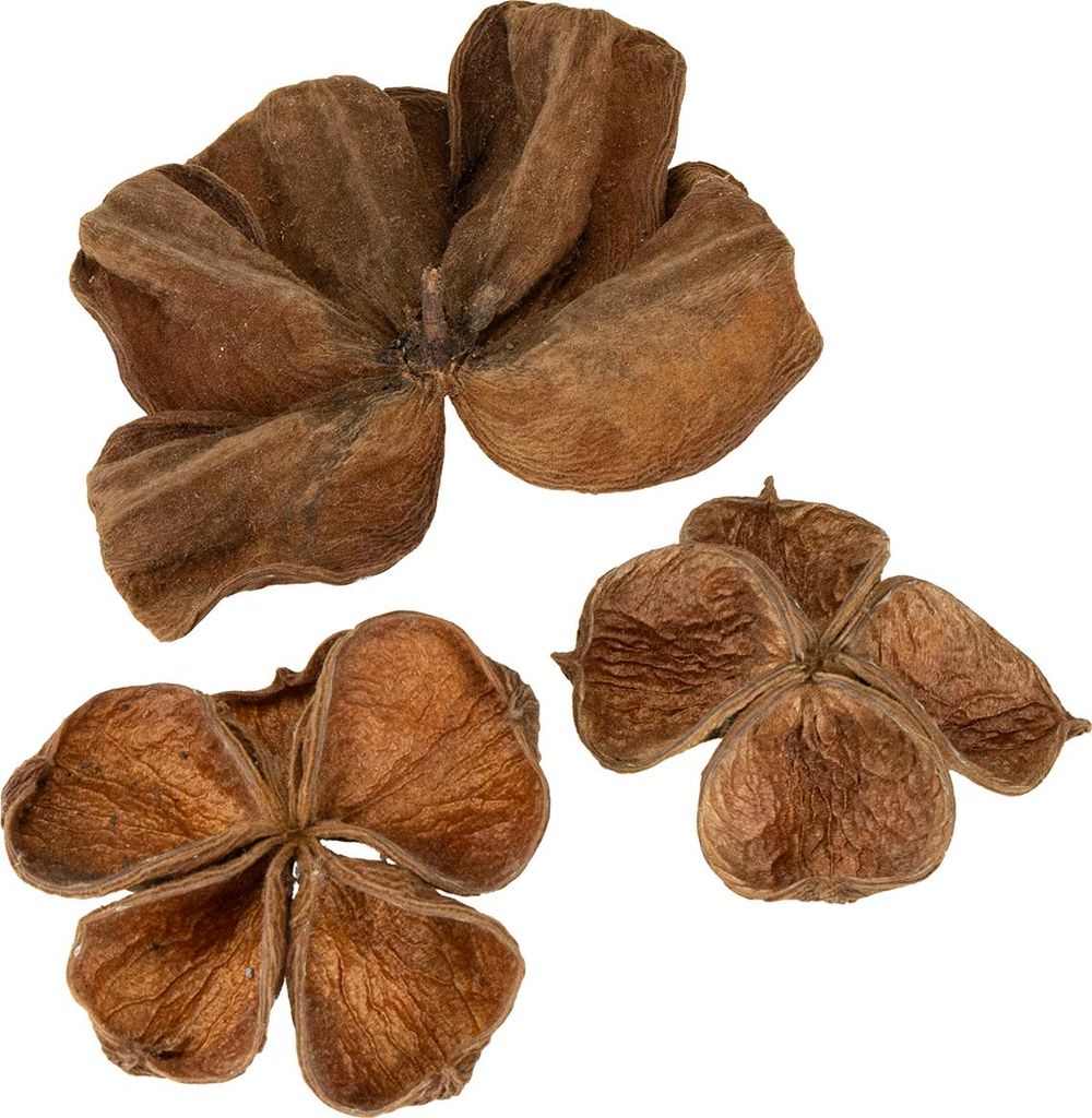 Landlotus Natur 50 St - Trockenfloristik Deko für Produktbild 