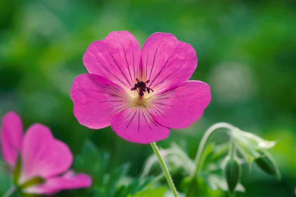 Geranium wallichianum 'Pink Penny', Storchschnabel, rosa, ca. 11x11 cm Topf
