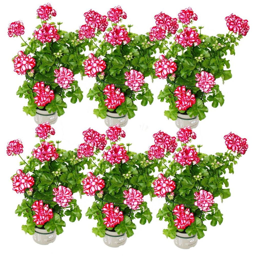 Geranien hängend - Pelargonium peltatum - 12cm Topf - Set Produktbild 
