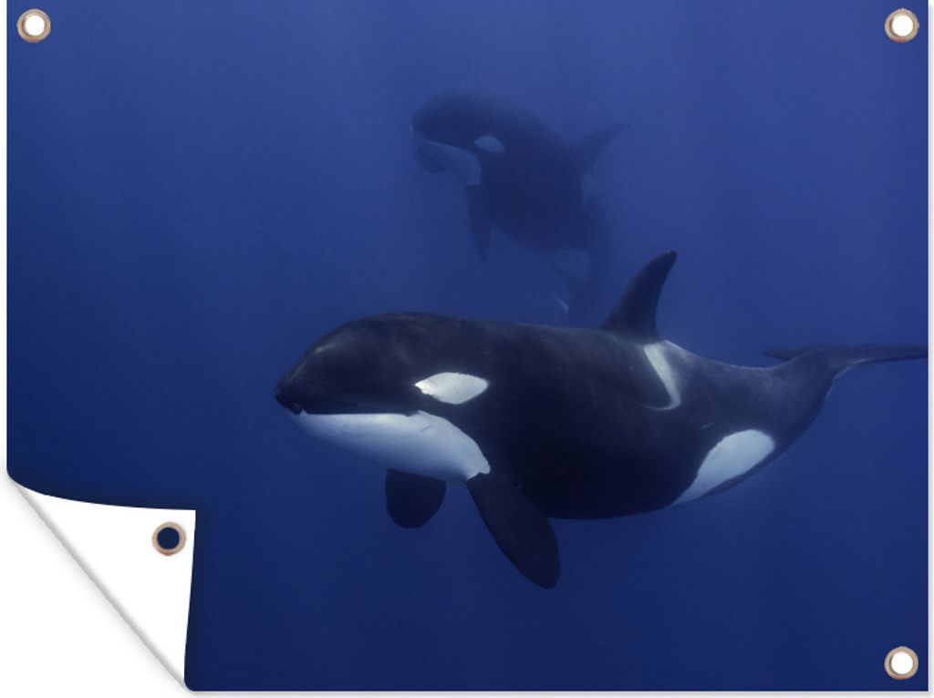 MuchoWow 40x30 cm Outdoor-Poster Gartendeko Sichtschutz Garten Poster für den Garten Zwei Orcas in klarem Wasser