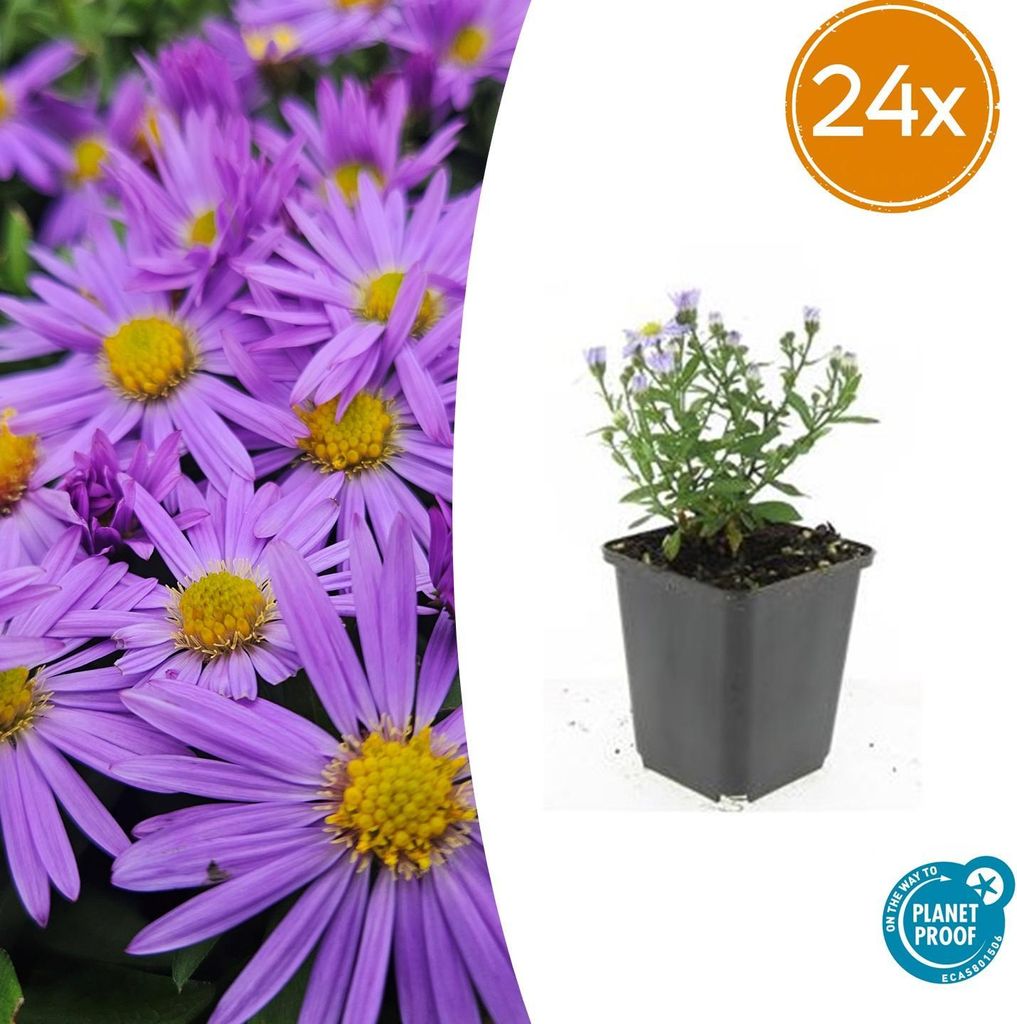 Aster (D) 'Prof. Anton Kippenberg' | 24 Stück - 10-25cm - Ø9cm - Gartenpflanze