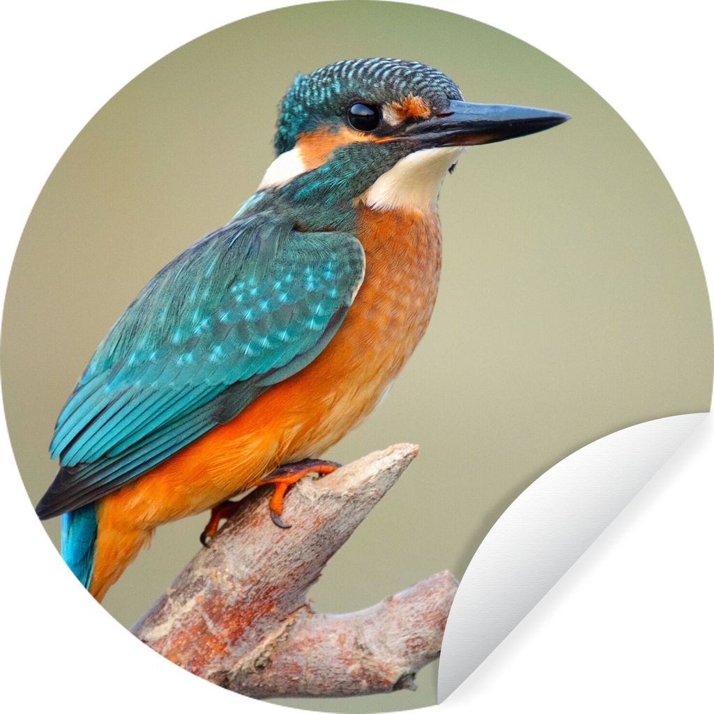 MuchoWow Runde Wandtattoo - Wandsticker Tapete Aufkleber Vogel - Eisvogel - Zweig Ø 30 cm Selbstklebend und Repositionierbar - Wandaufkleber - K...
